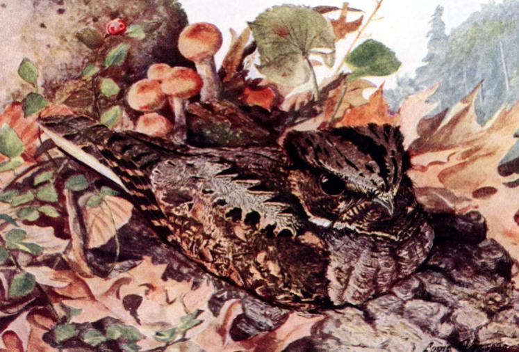 Síró lappantyú [Caprimulgus vociferus]