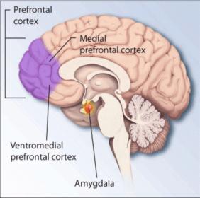 Amygdala